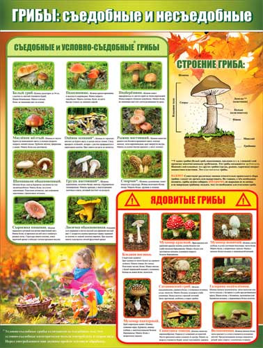 Плакат "Грибы: съедобные и несъедобные", р2-207 (10) Плакат "Грибы: съедобные и несъедобные", р2-207 (10)