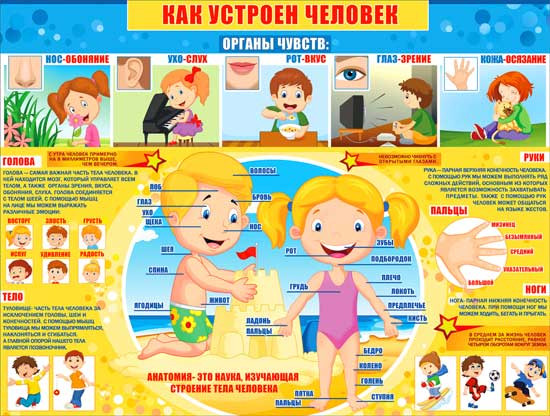 Плакат "Как устроен человек", р2-248 (10)