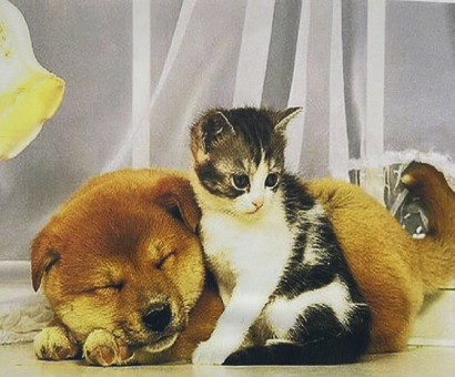 Алмазная мозака 30 см х 40 см, GB70914, полное заполнение, ASMAR