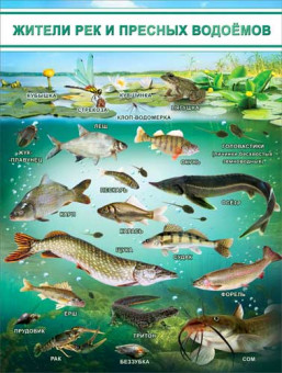 Плакат "Жители рек и пресных водоемов" р2-199 (10)