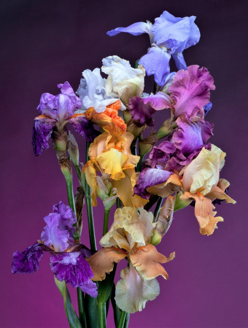 Алмазная  мозаика 30*40 "Разноцветные ирисы" полное заполнение, без подрамника, 20цв, Рыжий Кот/CF30068